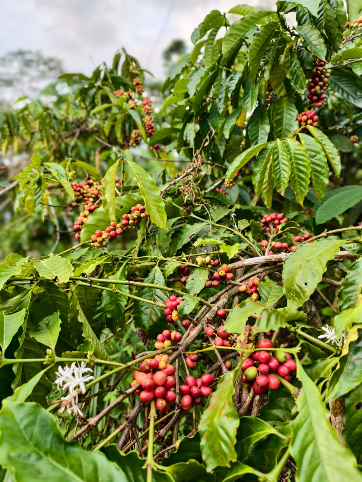 Deglet Nour dates product photo